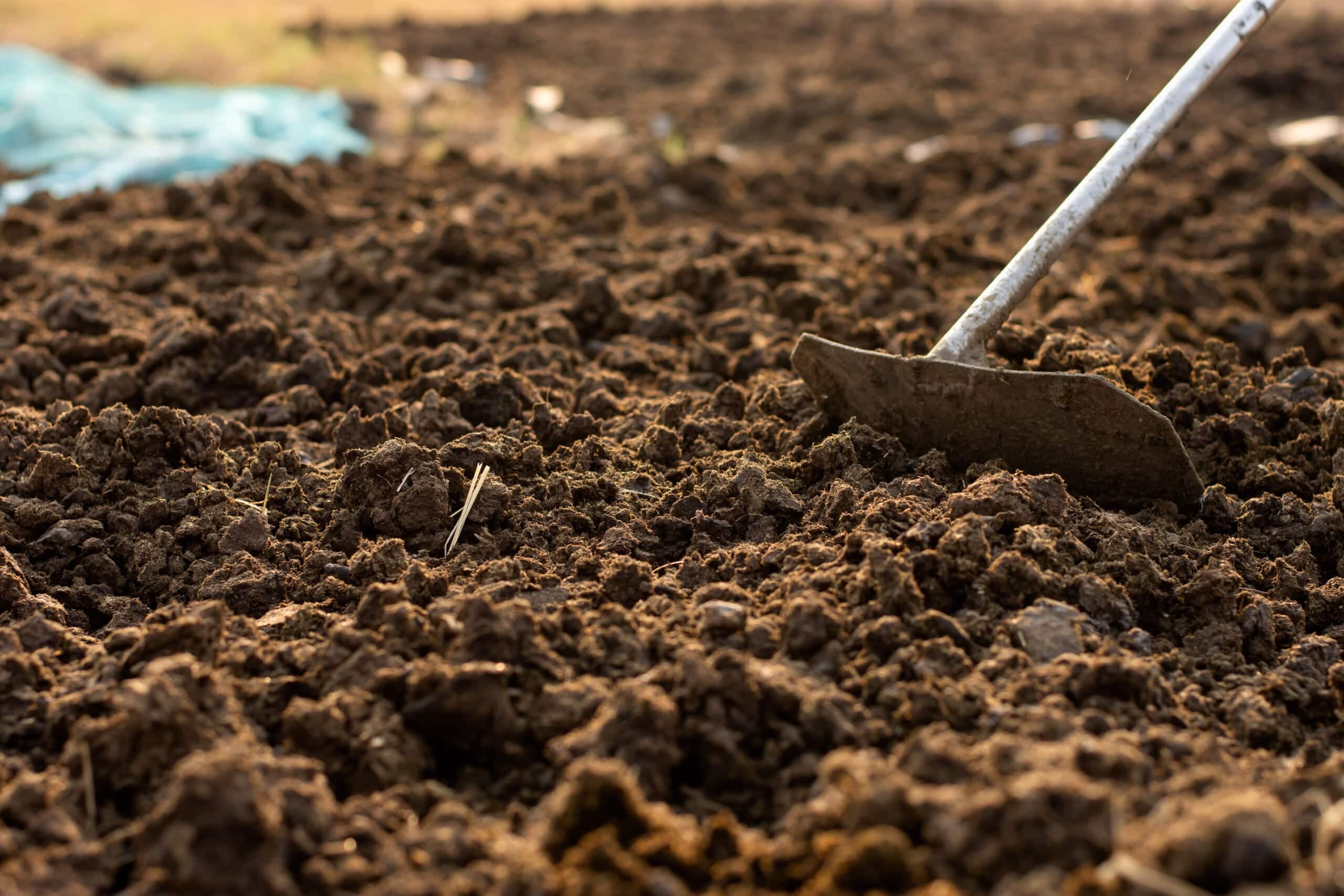 Composted Cow Dung Manure