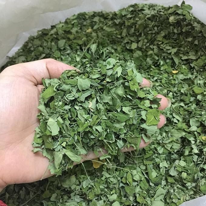 Dried moringa leaves spread out showing green natural color