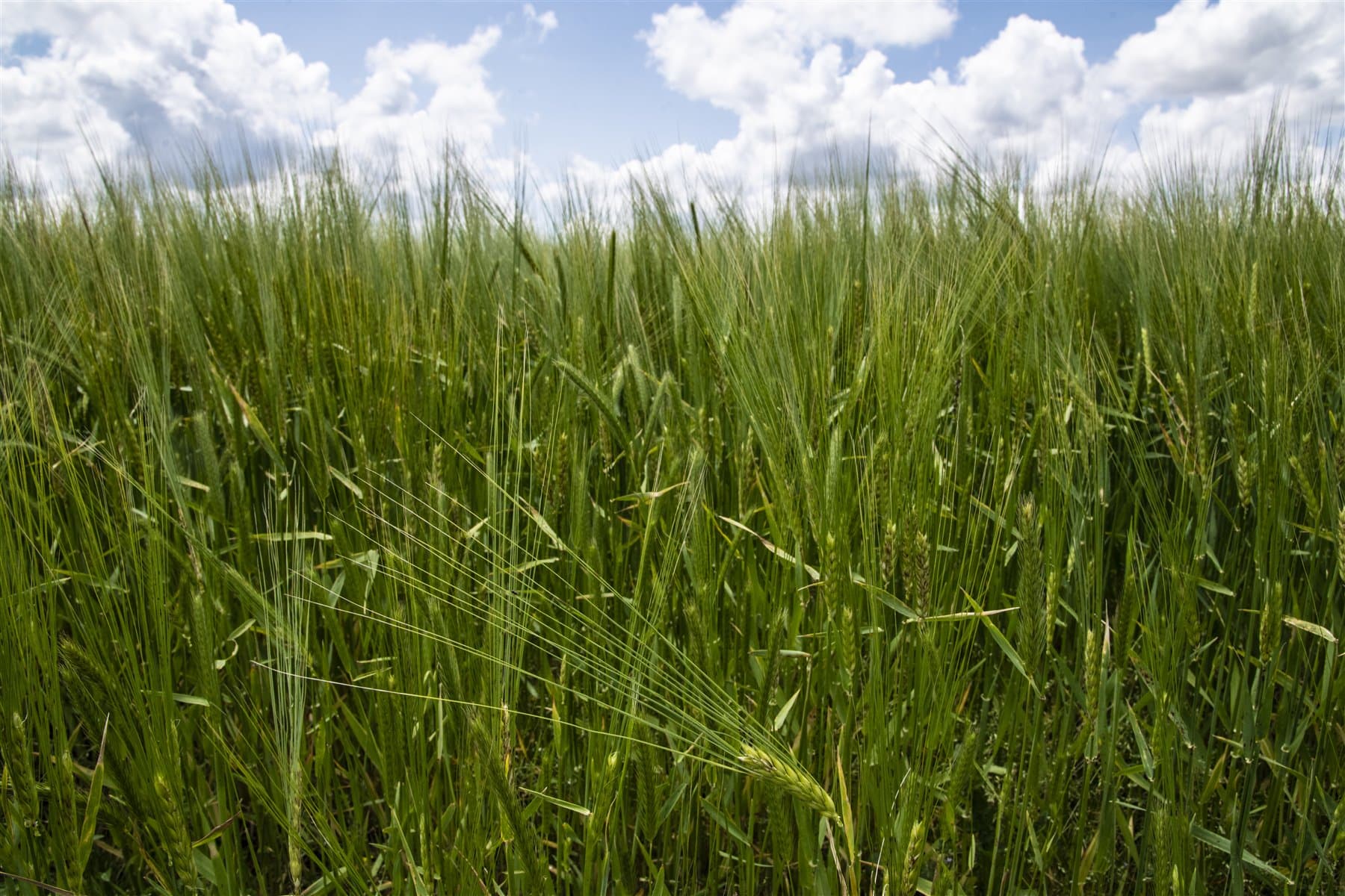Agricultural farm in Andhra Pradesh where Earth Root Global sources products