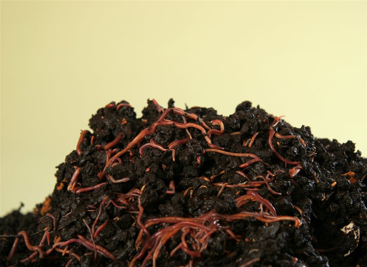 Dark vermicompost with visible earthworm castings